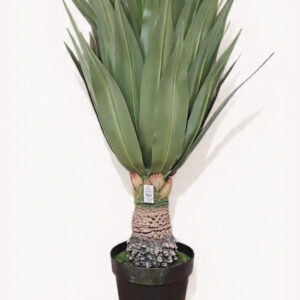 Yucca Savage