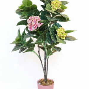 Ortensia Bloom