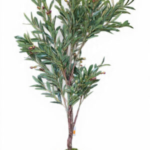 Ulivo Mediterraneo