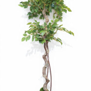 Ficus Spira