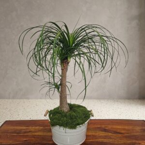 Beaucarnea