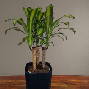 Dracaena fragrans - Tronchetto della felicità