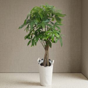 Pachira Aquatica - Albero dei soldi