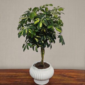 Schefflera Arboricola Variegata