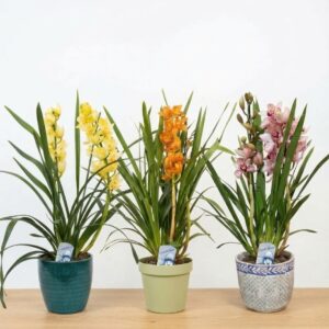Cymbidium