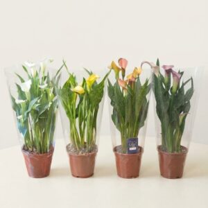 Calla