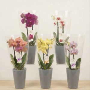 Orchidea