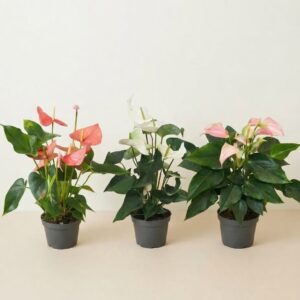 Anthurium