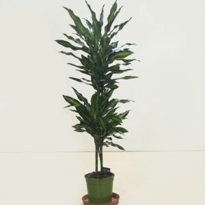 Dracaena